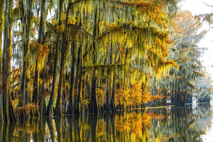 Caddo Lake Exploration