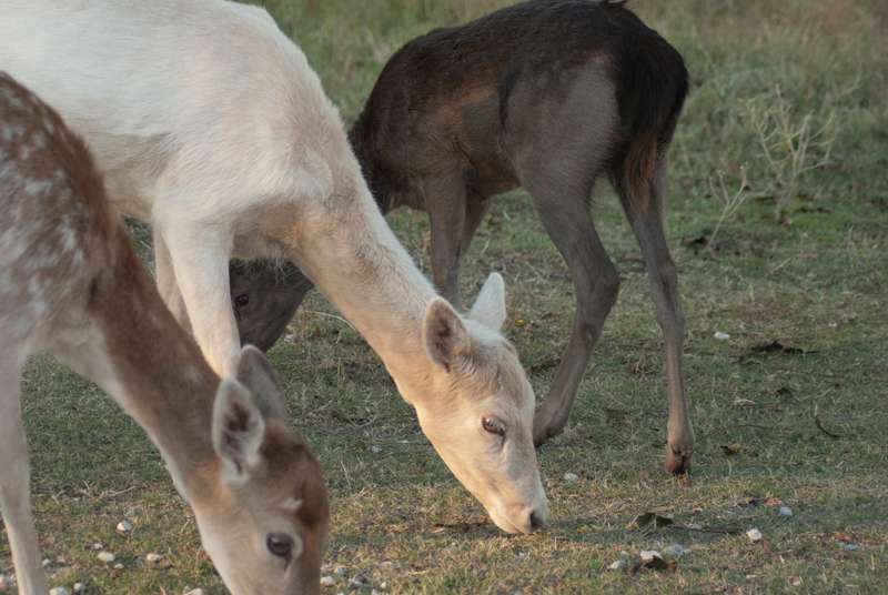 Fossil Rim Wildlife